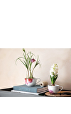 Resim Rose Garden Kahve, Çay Fincanı 0,16 L